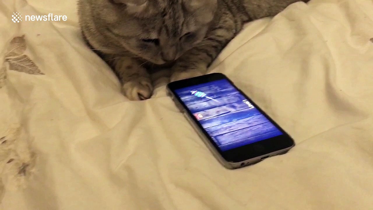 Cat flips phone looking for on-screen mouse