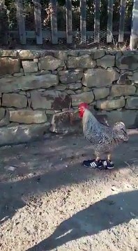 Збірна Росії з футболу)) готовність до ЧС