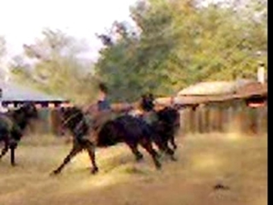 Gli stalloni del branco nero