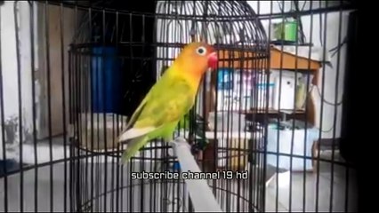 lovebird ngetik manggil lawan pancingan lovebird ngekek