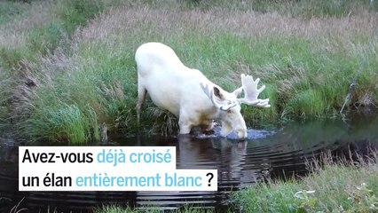 Images rares d'un élan entièrement blanc, filmé en Suède
