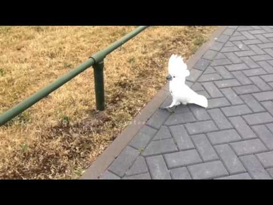 Confident Cockatoo Tests Her Balancing Skills