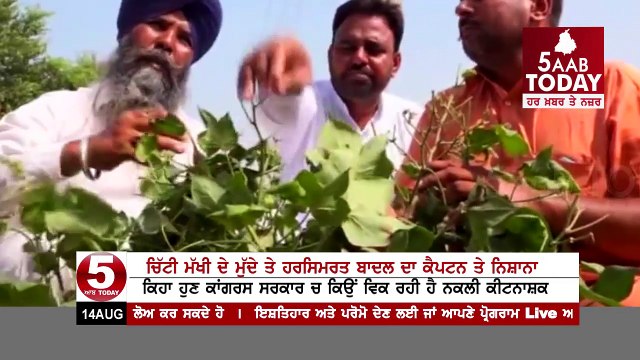 ਚਿੱਟੀ ਮੱਖੀ ਦੇ ਮੁੱਦੇ ਤੇ ਹਰਸਿਮਰਤ ਬਾਦਲ ਦਾ ਕੈਪਟਨ ਤੇ ਹਮਲਾ - ਕੈਪਟਨ ਨੇ ਵੀ ਦਿੱਤਾ ਜਵਾਬ