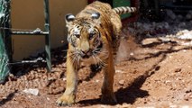 Syrian Zoo Animals Escape War