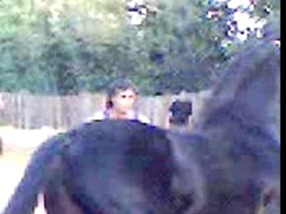 Gli stalloni di Malio Fani