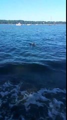 Dog Saves Deer... Good Boy Storm