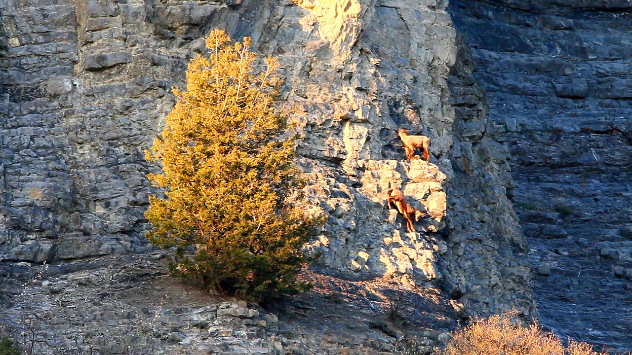 Chamois dans le dernier rayon doré