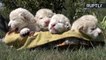 Four Ultra-Rare and Ultra-Cute White Lion Cubs Born on World Lion Day