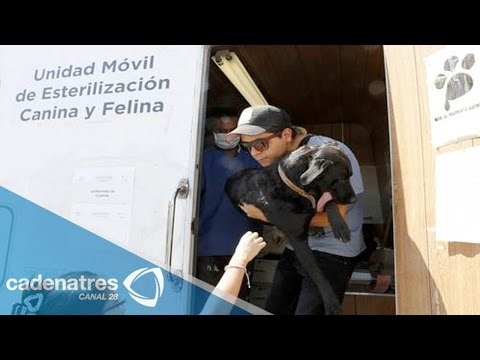 ¡Gratis! Vacunas y esterilización para mascotas en Venustiano Carranza