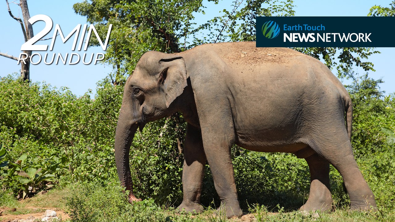 Illegal elephant sales, frog-hunting spiders & a thylacine “sighting”
