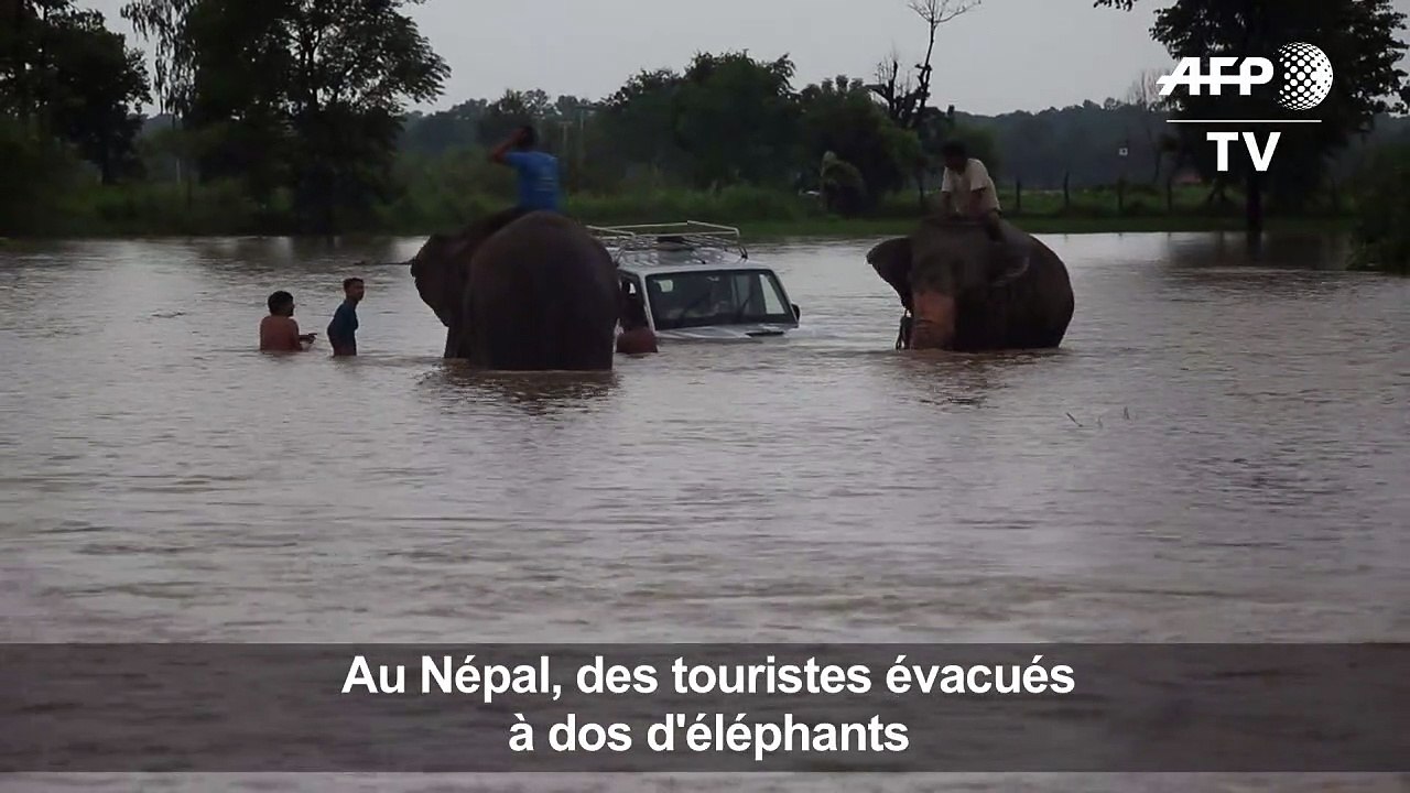 Mousson au Népal: des touristes évacués à dos d'éléphants
