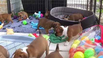 47ème Vidéo les aboiements des staffy adultes de STAFFORDLAND