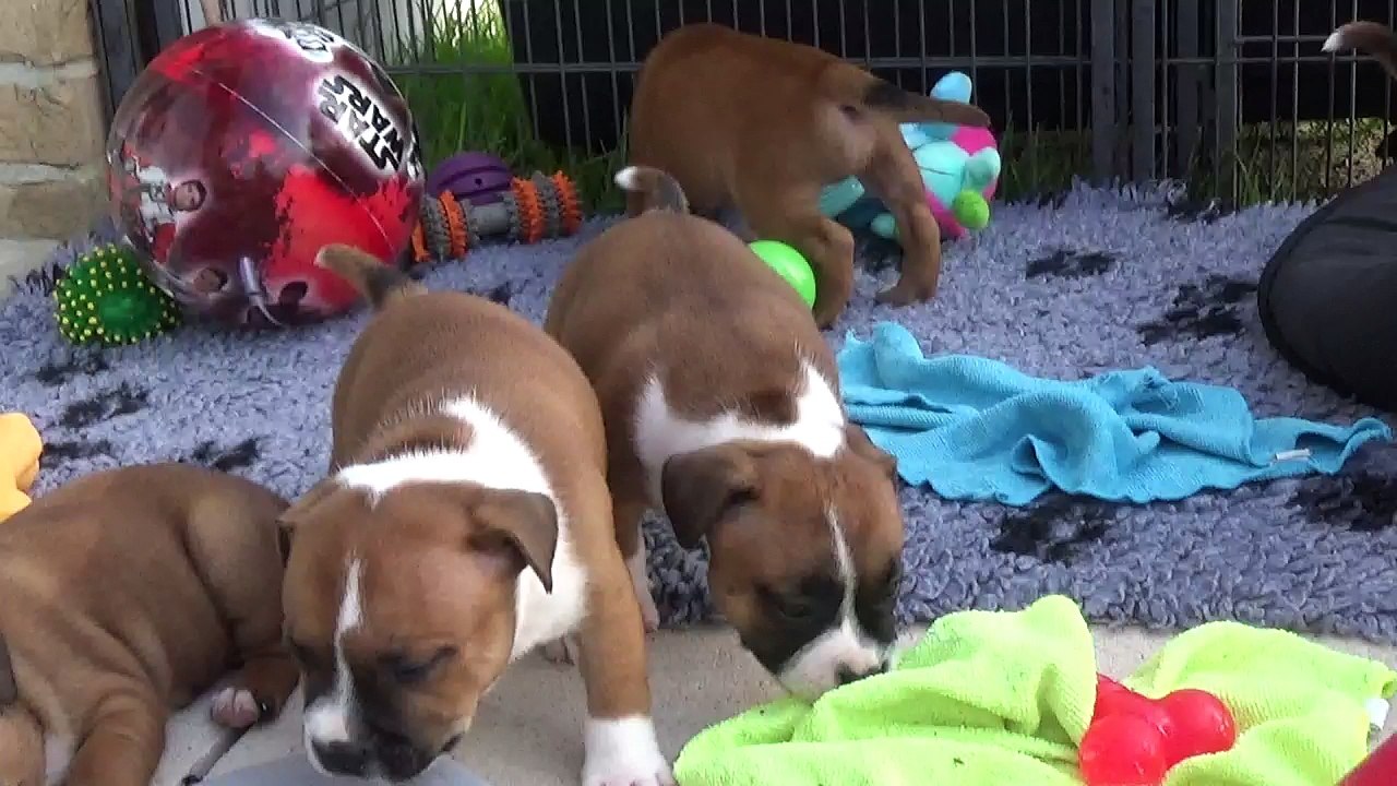 48ème Vidéo le petit pétard n°3 de STAFFORDLAND