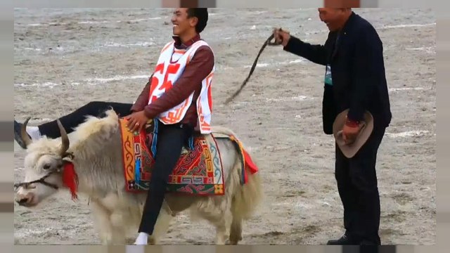 Damxung horse festival in Tibet brings high jinks and high notes to the high plateaux
