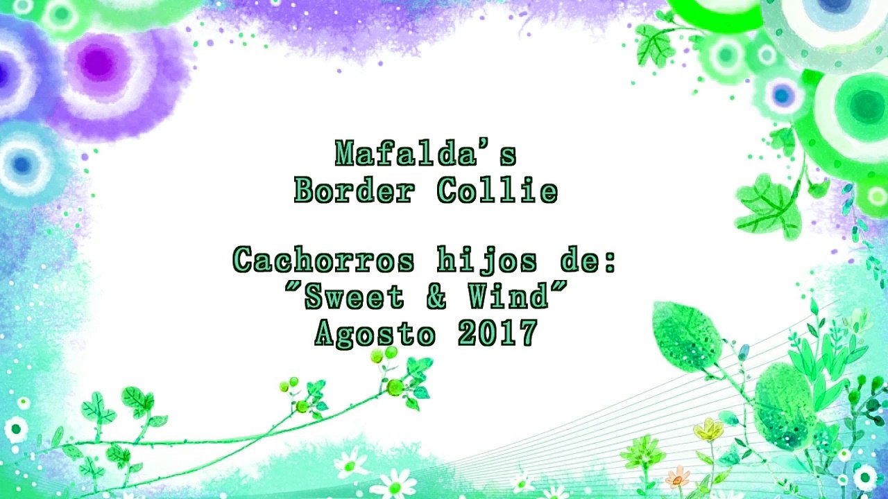 Mafalda's Border Collie - Hijos Sweet & Wind - 12 Agosto 2017