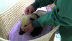 Bebé panda de Tokio cumplió dos meses en plena forma