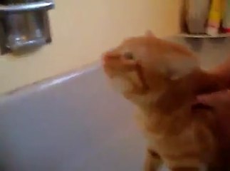 Banyo yapmak istemeyen kedinin imdat çığlığı
