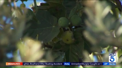 Black Bear Spotted Taking a Dip in Pool at Los Angeles Home