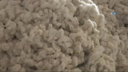 Şanlıurfa'da Yılın İlk Pamuğu Satıldı