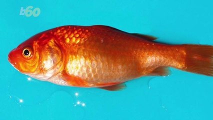 New Researches Says Your Goldfish Could Be Getting Tipsy