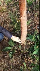 Ce trebuie sa stii cand iti infiintezi o plantatie de Paulownia