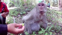 Real life of monkey - She doesn't want to eat