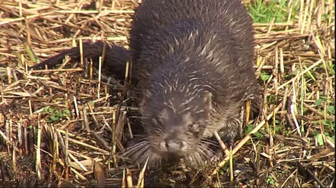 Autumnwatch S09E03