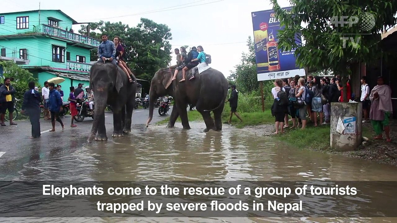 Nepal flooding: elephants rescue stranded tourists