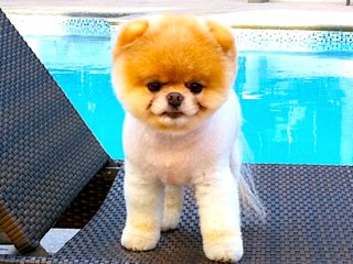 Social Media Dogs: Lifestyle of the Rich & Fluffy