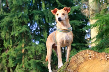 Florica und der Schnuller