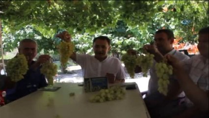 Tripolis Antik Kent'te Çekirdeksiz Üzüm Festivali Yapılacak