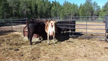 En çok süt verek inek cinsleri