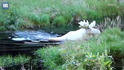 White moose spotted taking a dip in Sweden