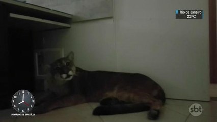 Onça invade empresa na Grande São Paulo