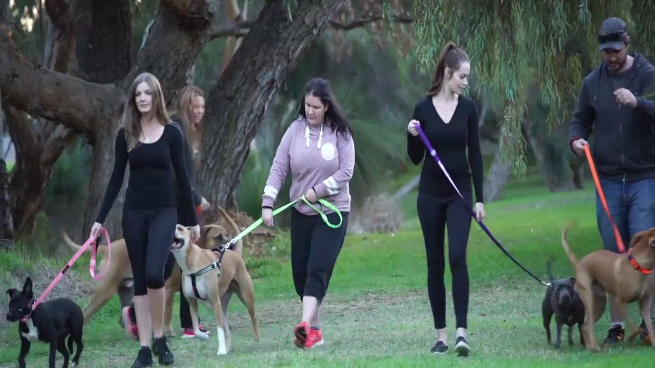 LED DOG ACCESSORIES