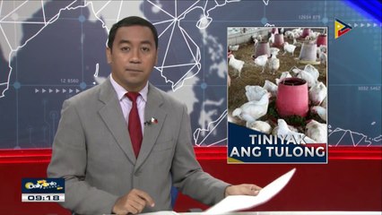 DA, naglaan ng P50-M tulong para sa mga naapektuhan ng bird flu virus