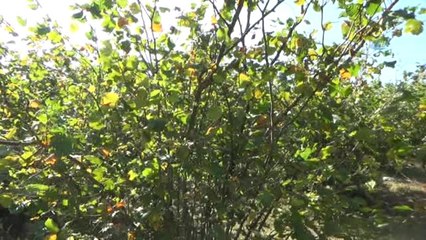 Düzce'de İlginç Fındık Hırsızlığı