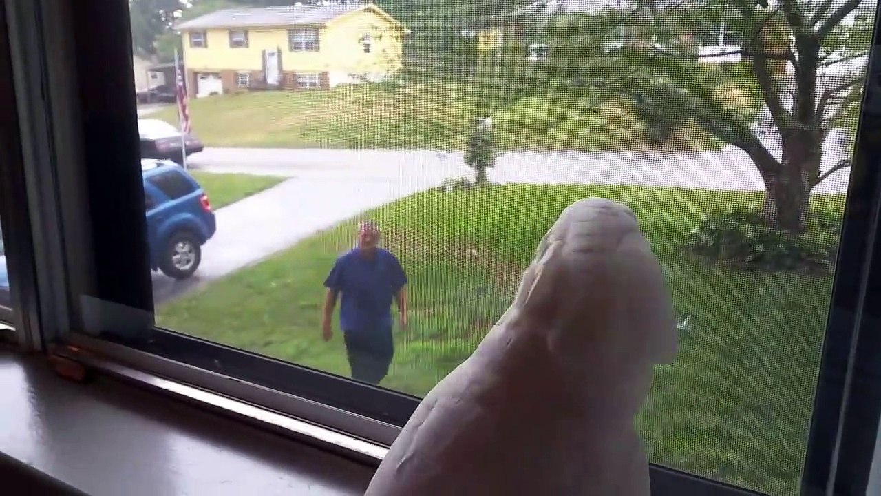 Un cacatoès très excité de voir son maitre dans la fenêtre lorsqu'il rentre à la maison !