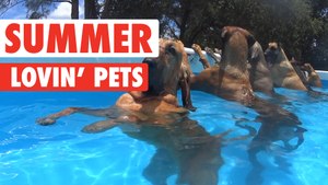 Summer Lovin' Pets Funny Pet Video Compilation 2017