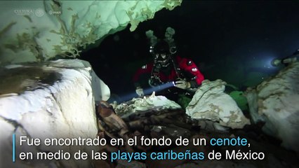 Descubren en México especie de perezoso gigante