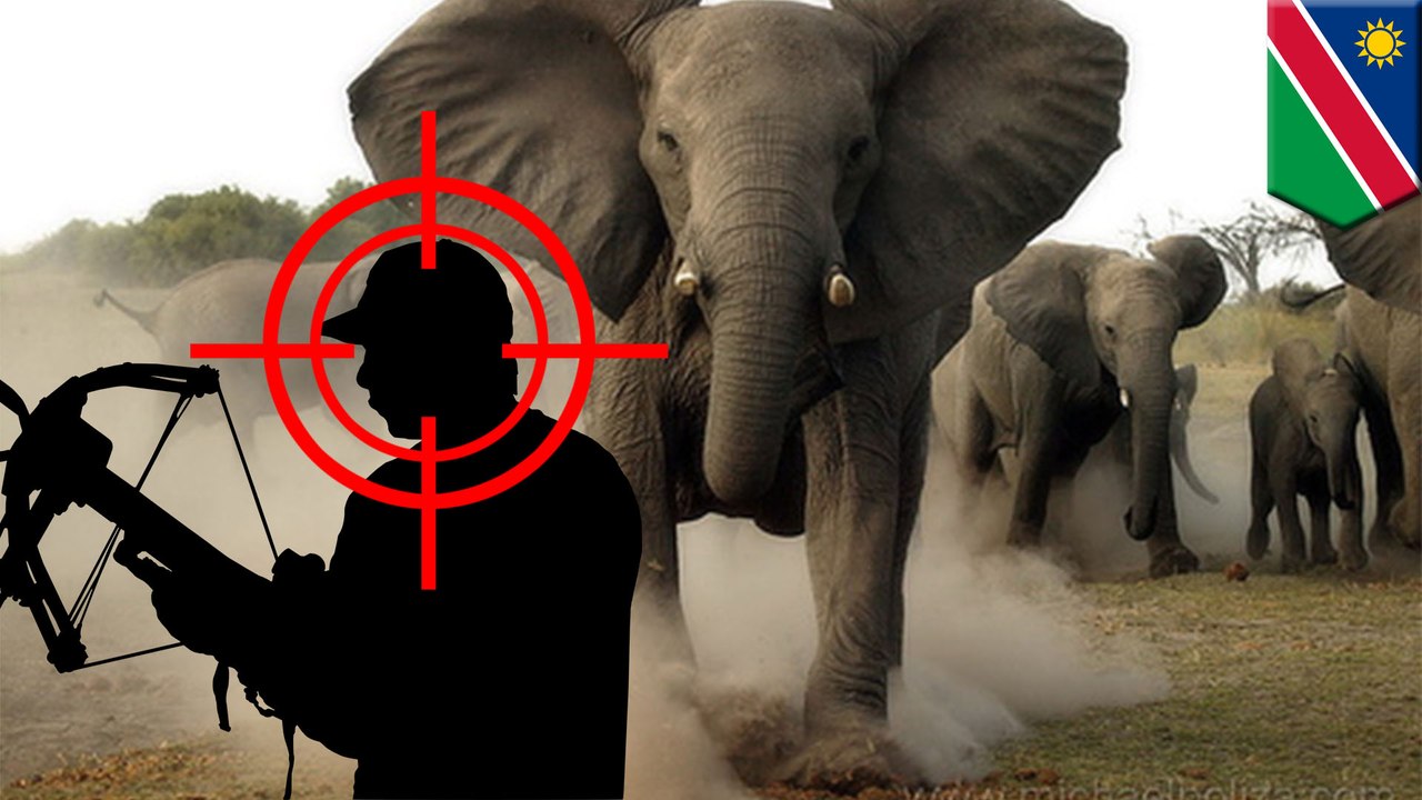 When animals attack: big game hunter trampled by charging elephant during trophy hunt - TomoNews