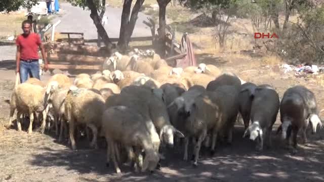 Kayseri Bu Besicide Şehit Aelelerine Kurbanlıklar Yüzde 50 Indirimli