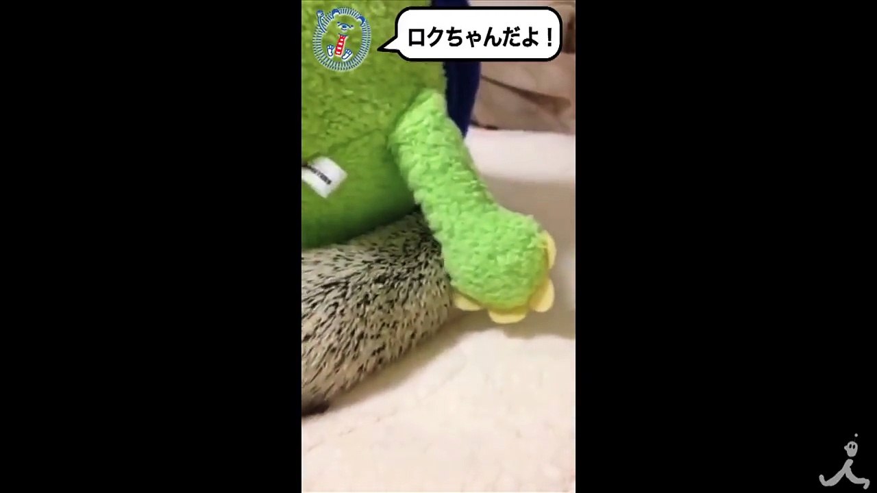 【激カワ】ぬいぐるみと仲良くなりたいハリネズミ!! 金曜ドラマ『ハロー張りネズミ』特別企画【TBS】