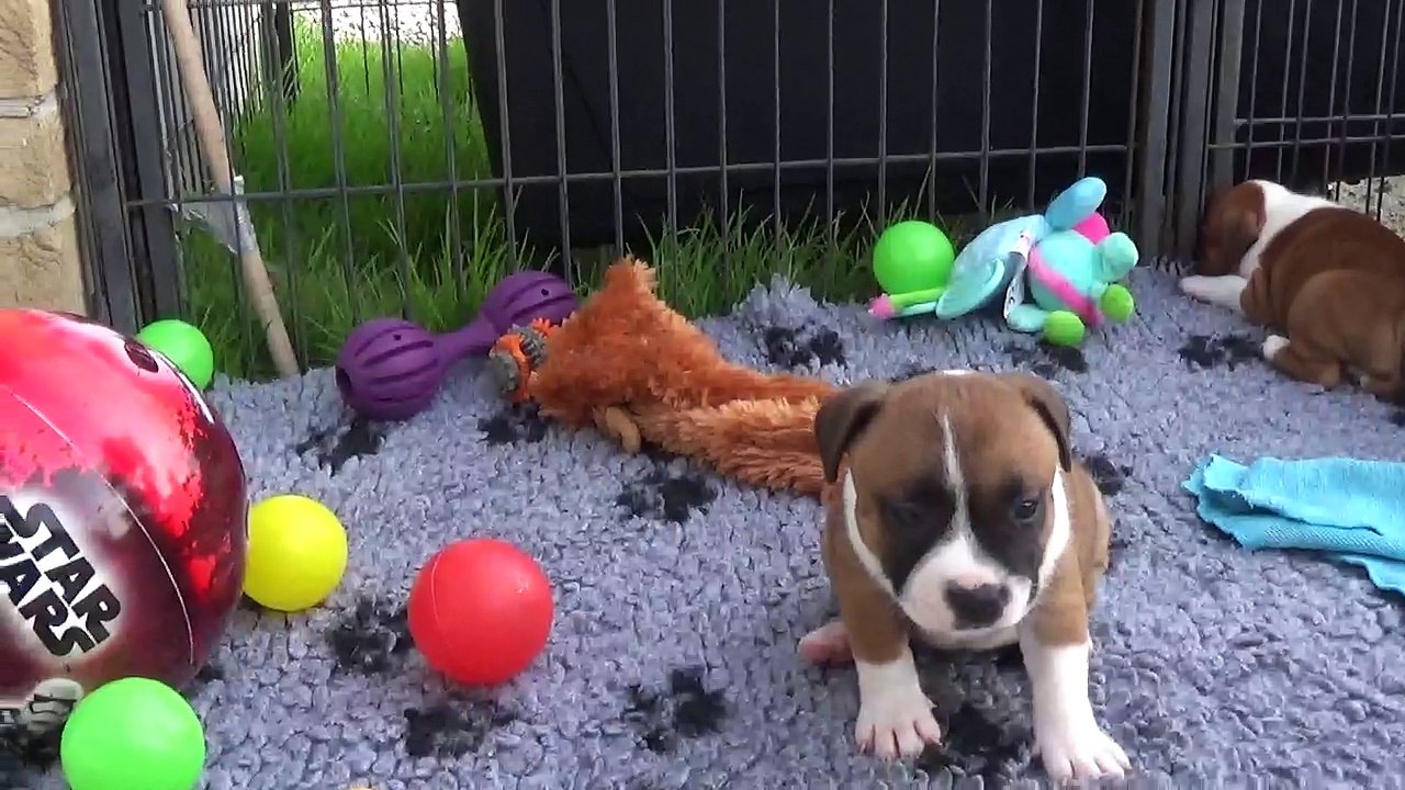 50ème Vidéo le petit pétard n°3 de STAFFORDLAND