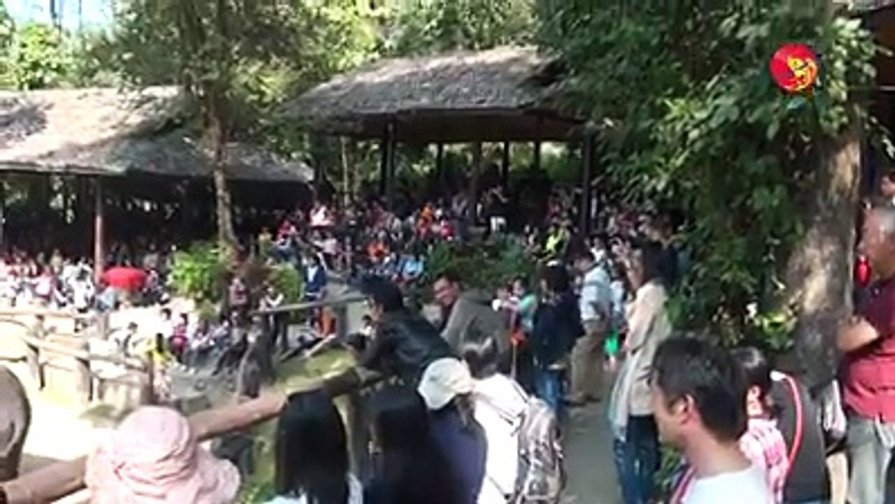 ထိုင္းလို ဆင္ေတြကို စီးပြားေရးဆန္ဆန္ မခိုင္းစားခ်င္ဘူး ဆိုတဲ့ ပဲခူးတိုင္း ျမန္မာ့သစ္လုပ္ငန္း (႐ုပ္/သံ)
