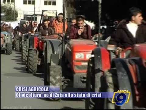 CRISI AGRICOLA | Olivicoltura: no di Zaia allo stato di crisi