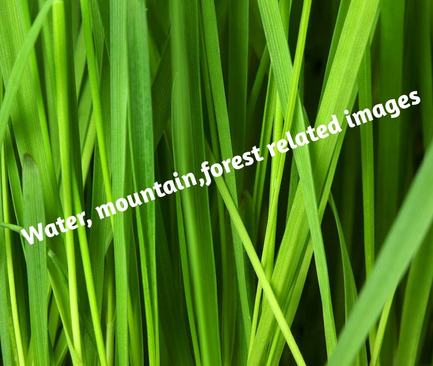 Water, mountain,forest related images