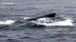 Humpback whale breaches in front of a tourist boat