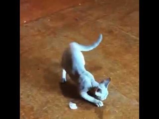 Poor Kitty Startles Easily