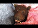 Nothing Is Cuter Than This Rescued Bat Eating a Banana